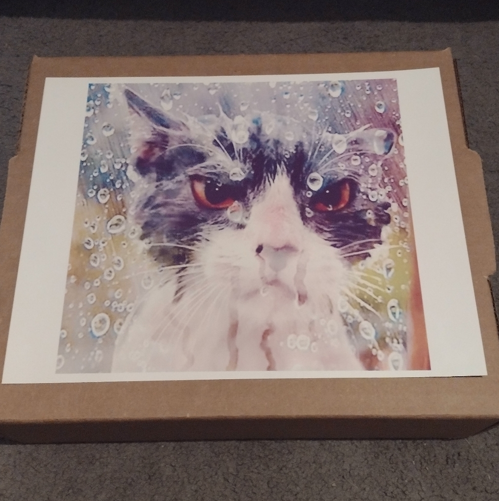 UPSET CAT CAUGHT IN THE RAIN 8.5x11 ULTRA PREMIUM GLOSSY WALL POSTER BRAND NEW!